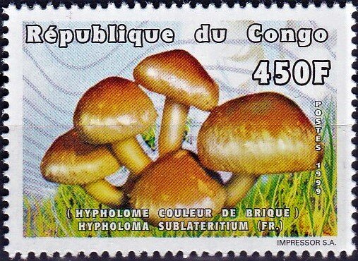 Hypholoma sublateritium