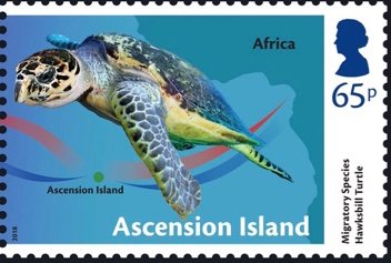 Migratory Species : Hawksbill Turtle