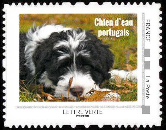 Chien d'eau Portugais