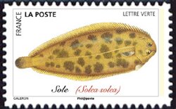 Sole