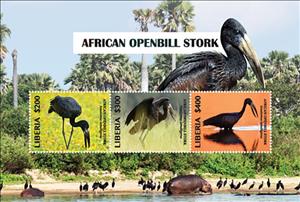 Souvenir Sheet, African Openbill Stork, Liberia,  , Animals (Fauna), Birds, Storks