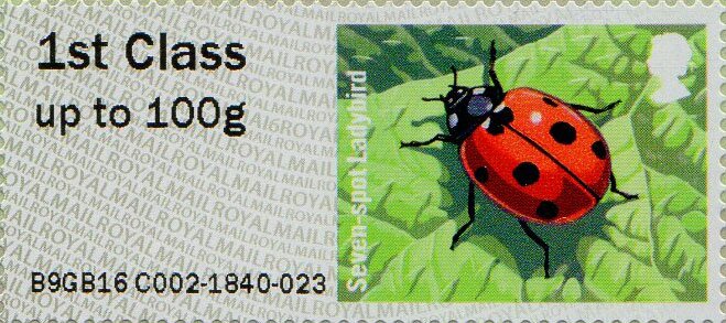 Seven Spot Ladybird