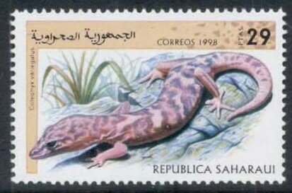 Coleonyx variegatus
