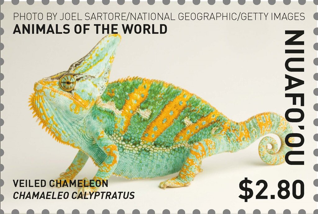 Veiled Chameleon