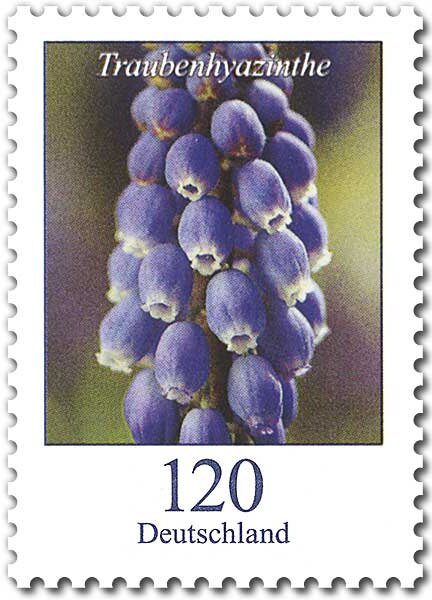 Grape Hyacinth