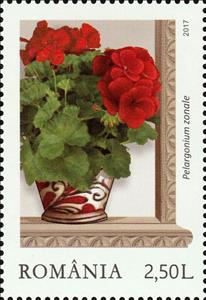 Stamp, Red zonal pelargoniums (Pelargonium zonale), Romania,  , Flowers, Plants (Flora)