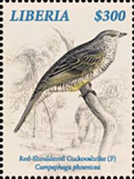 Female Red-Shouldered Cuckooshrike