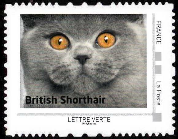 Bristish Shorthair