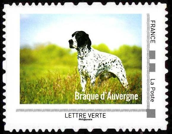 Braque d'Auvergne