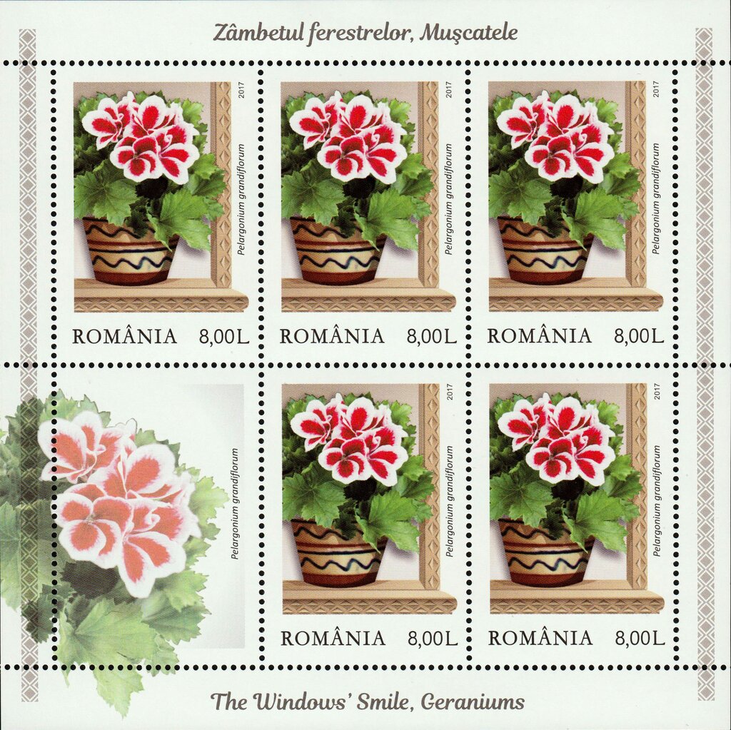 English pelargoniums (Pelargonium grandiflorum)
