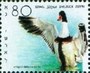 Shelduck