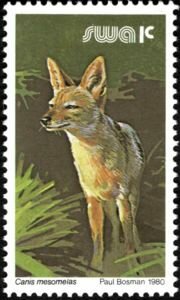 Black-backed Jackal (Canis mesomelas)