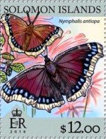 Nymphalis antiopa