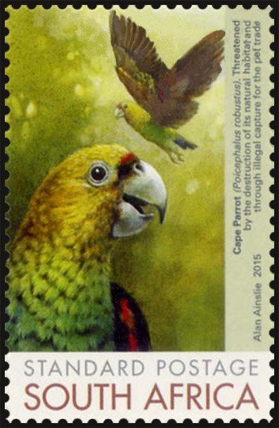 Cape Parrot (Poicephalus robustus)