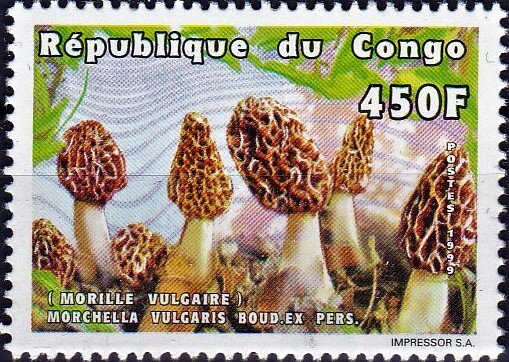 Morchella vulgaris