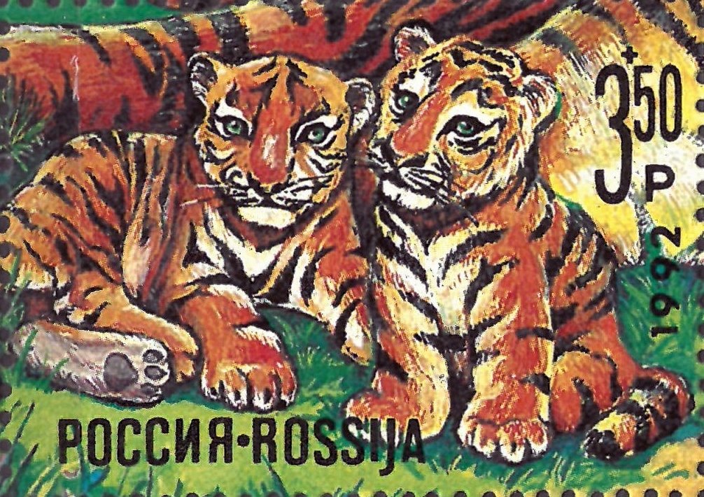 Siberian Tiger (Panthera tigris altaica)