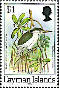 Black-crowned Night-heron (Nycticorax nycticorax)