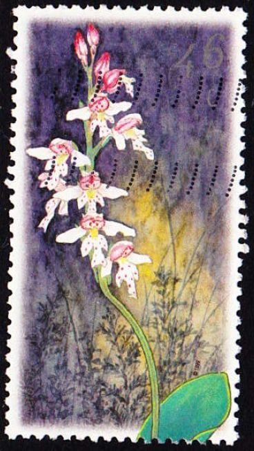 Galearis rotundifolia (syn.Amerorchis rotundifolia)