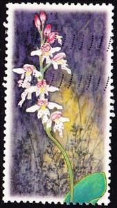 Stamp, Galearis rotundifolia (syn.Amerorchis rotundifolia), Canada,  , Conferences, Flowers, Orchids, Plants (Flora)