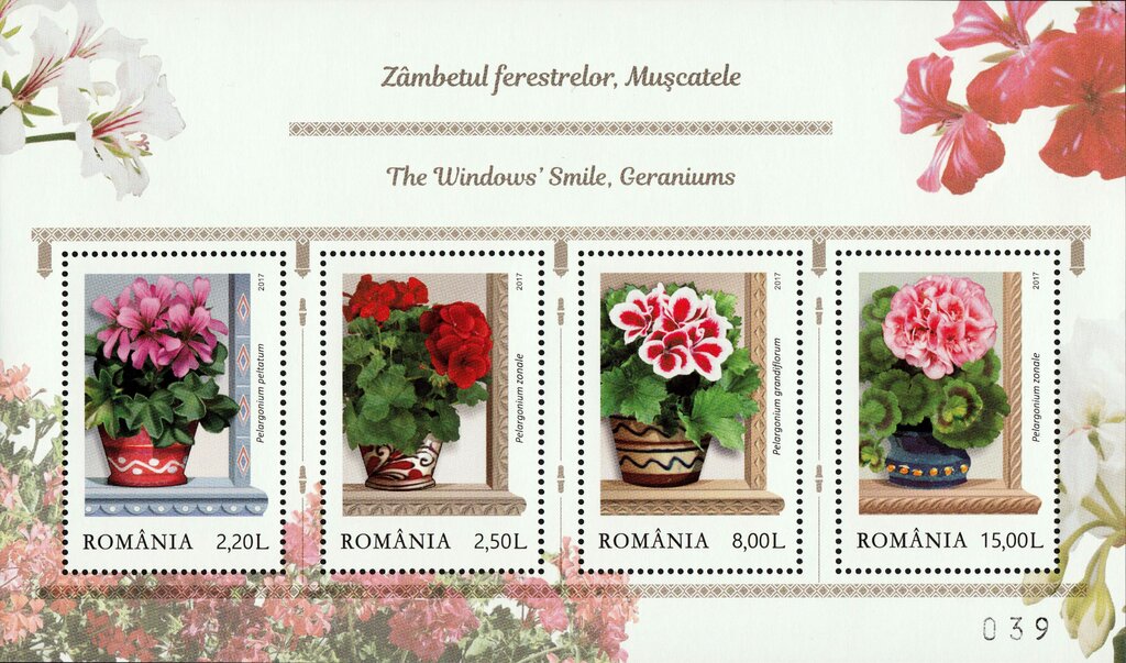 Pelargoniums