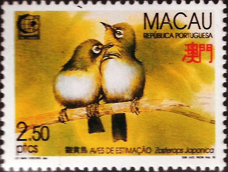 Japanese White-eye (Zosterops japonica)