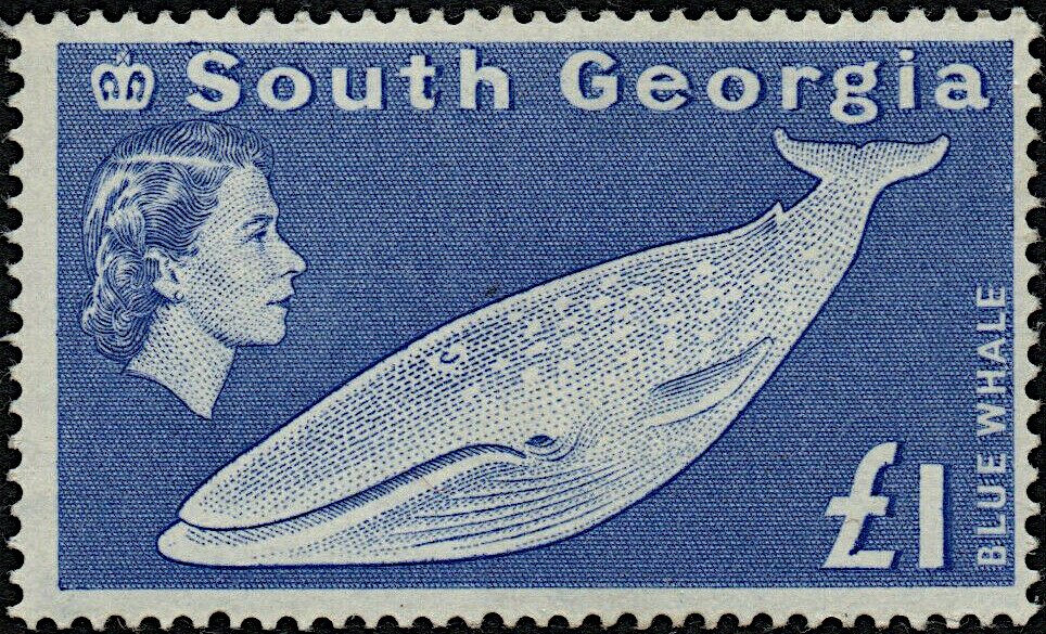 Blue Whale