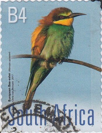 European Bee-eater (Merops apiaster)