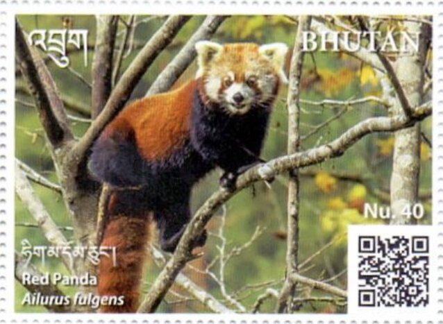 Red Panda