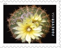Parodia microsperma