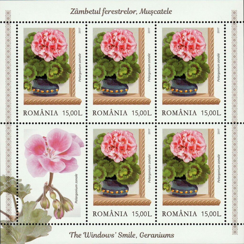Rose zonal pelargoniums (Pelargonium zonale)