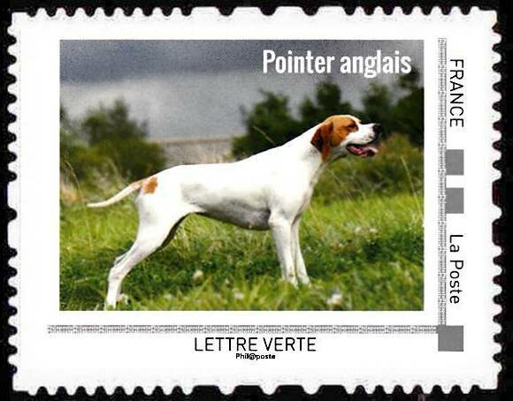 Pointer anglais