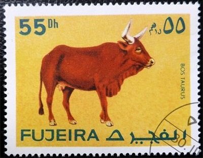 Gaur (Bos gaurus)
