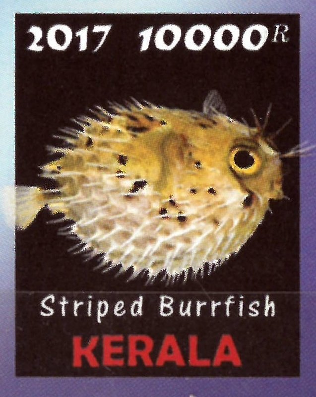 Striped Burrfish