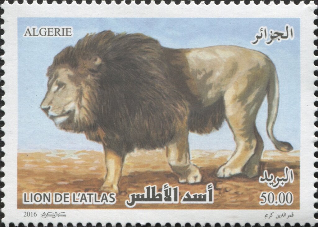 Barbary lion (Panthera leo leo)