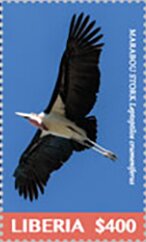 Marabou Stork