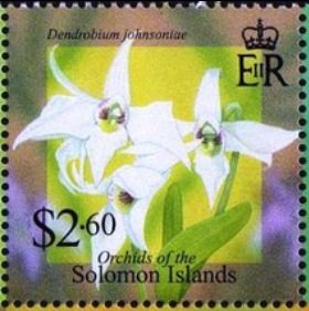 Dendrobium johnsoniae