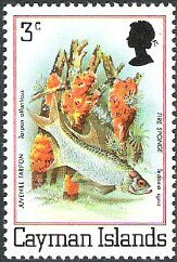 Stamp, Tarpon atlanticus & Tedenia ignis, Cayman Islands,  , Animals (Fauna), Corals and Sponges, Fishes, Sea Life