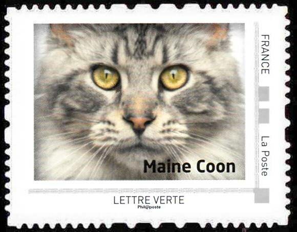 Maine Coon