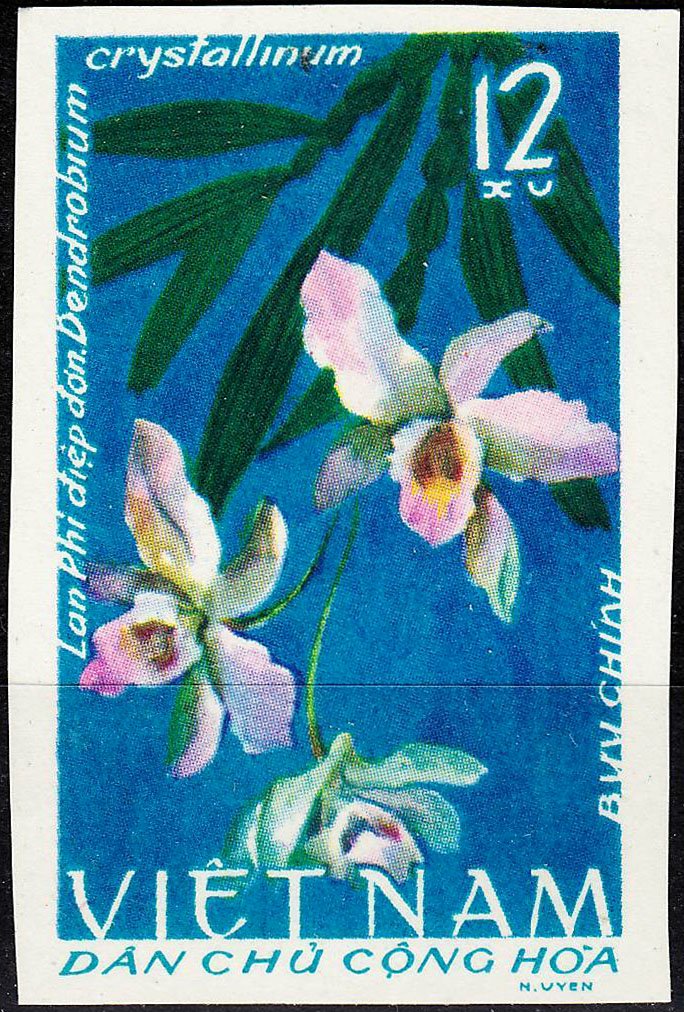 Dendrobium crystallinum
