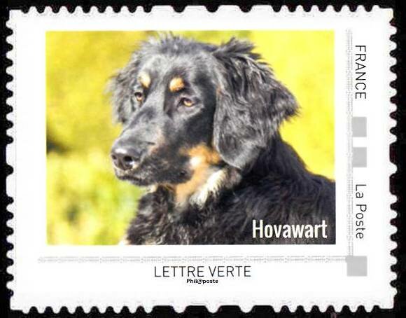 Hovarwart
