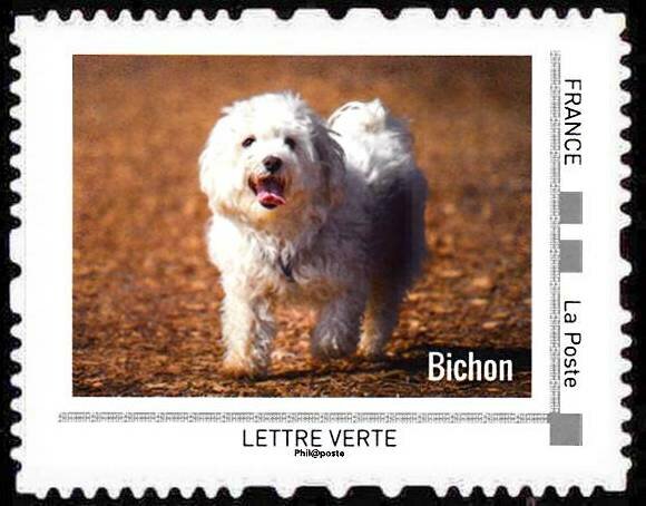 Bichon