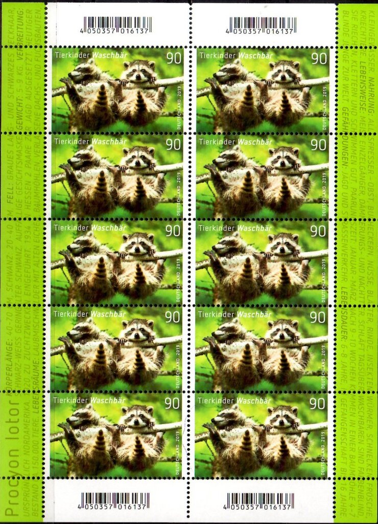 Raccoons