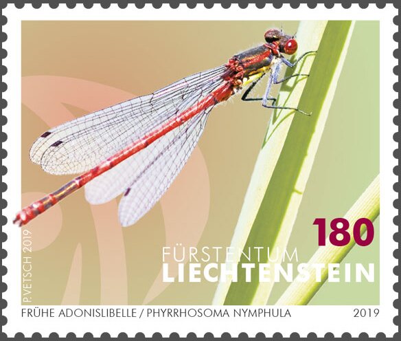 Large Red Damselfly (Pyrrhosoma nymphula)