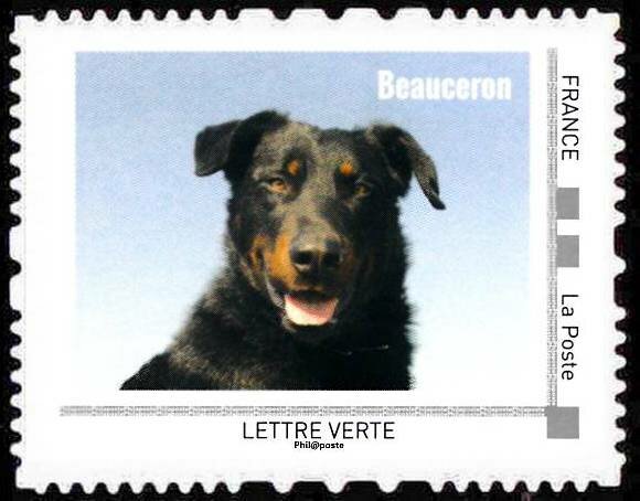 Beauceron