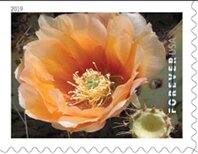 Opuntia engelmannii