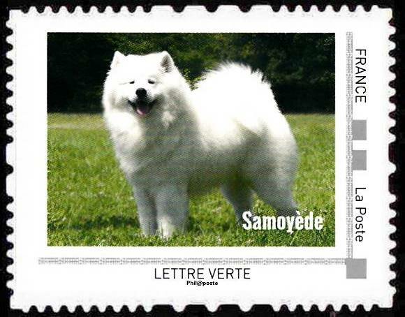 Samoyede