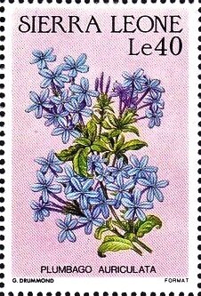 Stamp, Plumbago auriculata, Sierra Leone,  