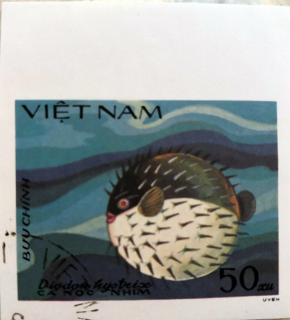 Spot-fin Porcupinefish (Diodon hystrix)
