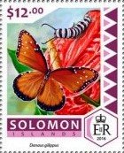 Danaus gilippus