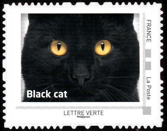 Black cat